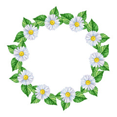 Round floral frame with chacomille and leaves. Watercolor hand drawn illustration. Perfect for wedding invitations, greeting cards, natural cosmetics, prints, posters, packing and tea.