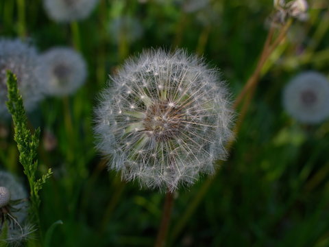 Full filled dandelion seeds waiting strong wind for voyage and beginning next generations.