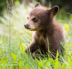 Black bear cub © Jillian