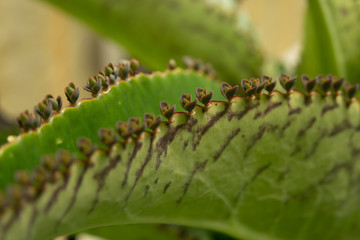 Mother of Thousands, leave close-up