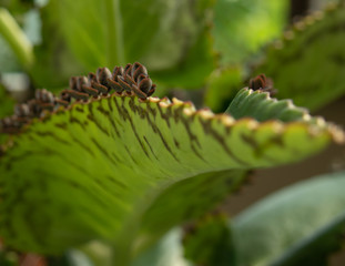 Mother of Thousands, leave close-up