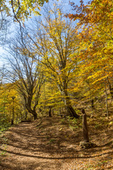 Fototapeta na wymiar Amazing Fall Landscape with yellow Trees near Devil town in Radan Mountain, Serbia