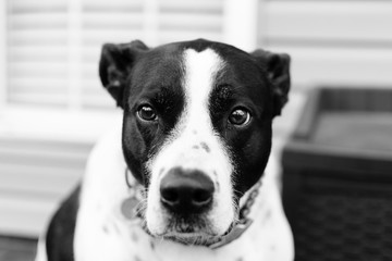 Front Portrait of Dog