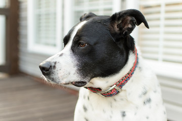 Side Portrait of Dog