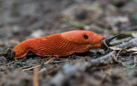 Red Slug close-up
