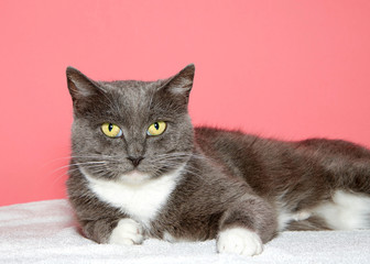 Close up portrait of one gray and white tabby cat with yellow green eyes looking at viewer, laying on white blanket with pink background.