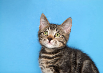 Close up portrait of one black and gray tabby kitten with green eyes looking up to viewers left, blue background