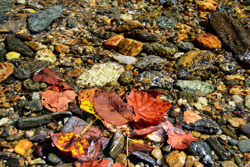 Autumn Leaves in River