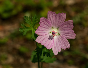 Musk Mallow, pink flower, close-up