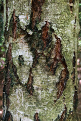 Bark of a tree