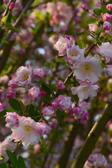 Chinese flowering crab-apple in spring