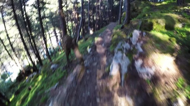 Biking down forest trail in slow motion, POV