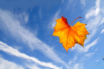 쾌청한 가을하늘과 구름에 플라타나스 단풍 합성한 이미지사진