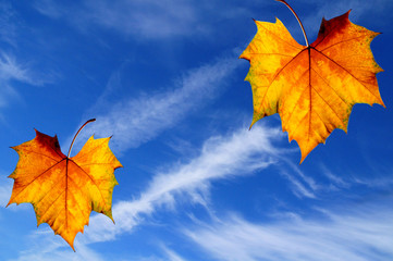 쾌청한 가을하늘과 구름에 플라타나스 단풍 합성한 이미지사진