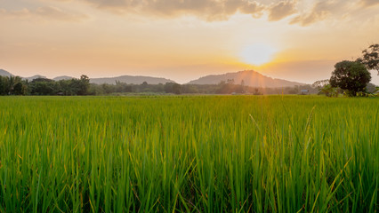 green rice field in the evening and beam sunset