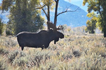 Bull Moose Silhouette