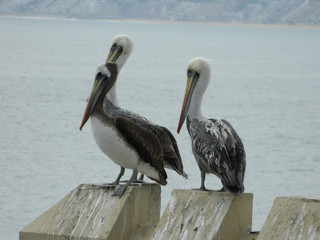 Pelicanos