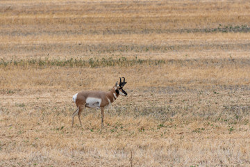  buck pronghorn in field