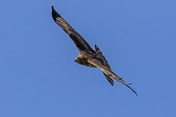Hawk soars high above California lake