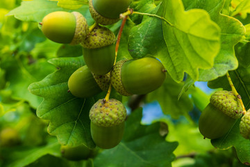 Acorn and leaves close-up