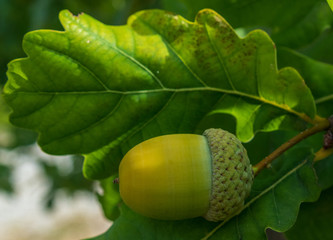 Acorn and leaves close-up