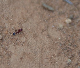 Red Ant