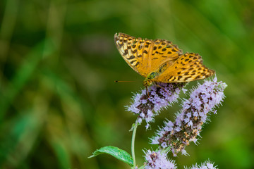 Orange tan spotted butterfly on purple flower