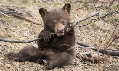 Black bear playing