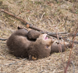 Black bear playing
