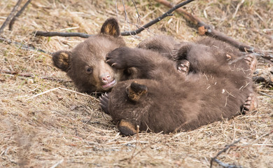 Black bear playing