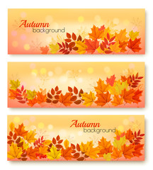 Fototapeta na wymiar Three Autumn Sale Banners With Colorful Leaves. Layered Vector
