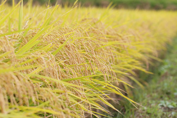 稲穂（ひとめぼれ）