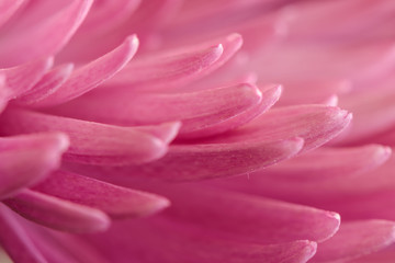 macro of pink flower