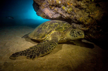 Green sea turtles of Hawaii
