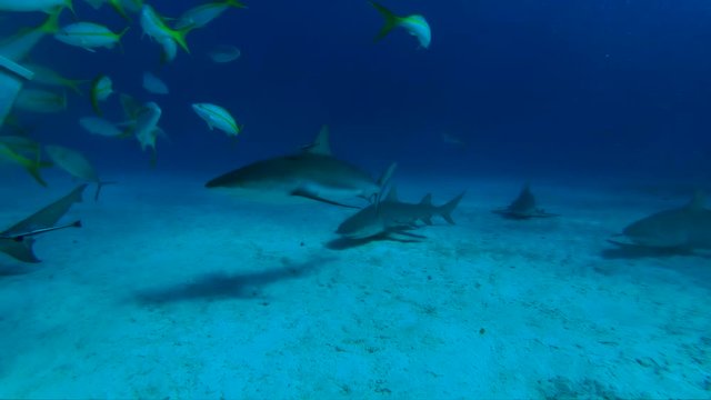 Slow motion, sharks skim seafloor