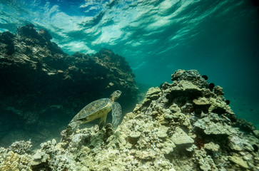 Green sea turtles of Hawaii