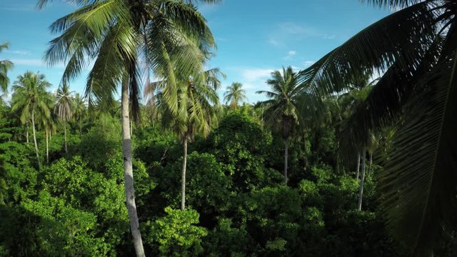 Mentawai Island foliage, aerial