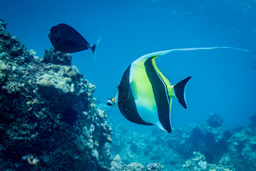 Fototapeta na wymiar Reef Life in the Ocean