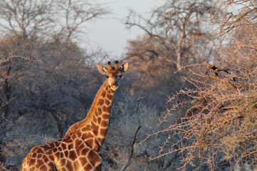 Wild giraffe on sunset in African savannah