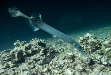 Naklejka premium Reef Life in the Ocean