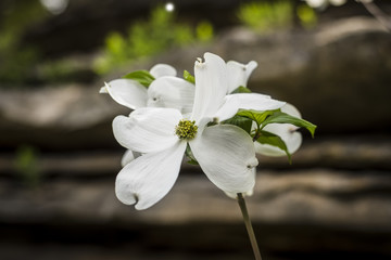 A beautiful dogwood flower in the summer time planted on a rocky mountian top area