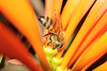 Honey Bee on Yellow Flower, Close Up Macro