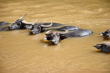 Fototapeta premium buffalo, water buffalo,