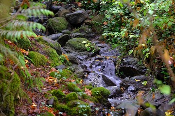 River flowing over rocks in the moss filled green fall woods