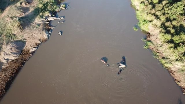 Aerial footage of hippos in river 