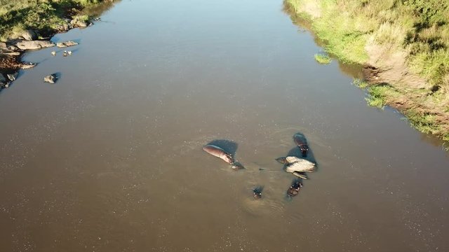 Aerial footage of hippos in river 