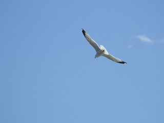 seagull in flight