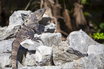 Игуана крупным планом сидит и греется на солнце.портрет.