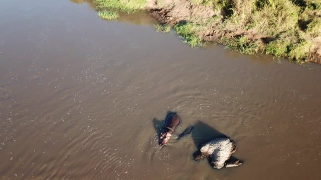 Aerial footage of hippos in river 
