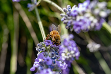honey bee on a flower